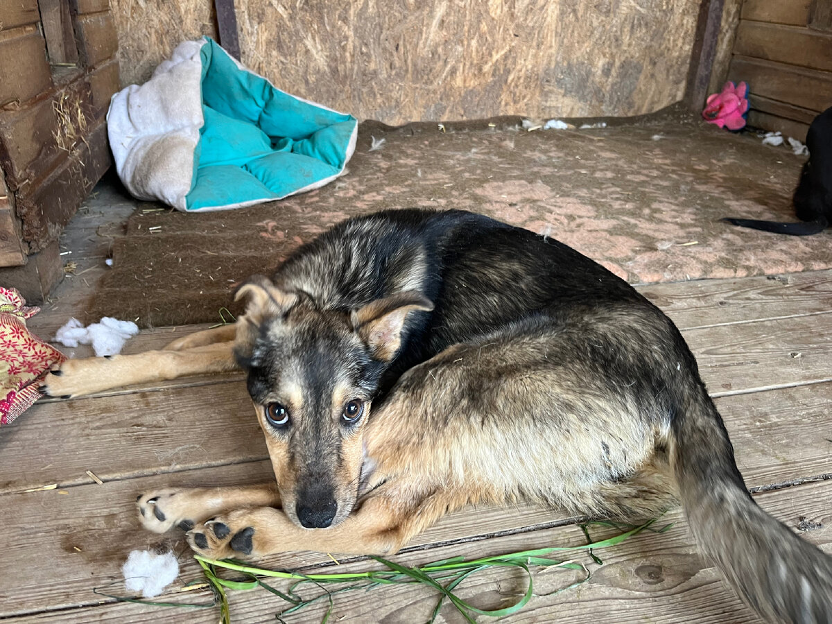 У Айвы нервная чума