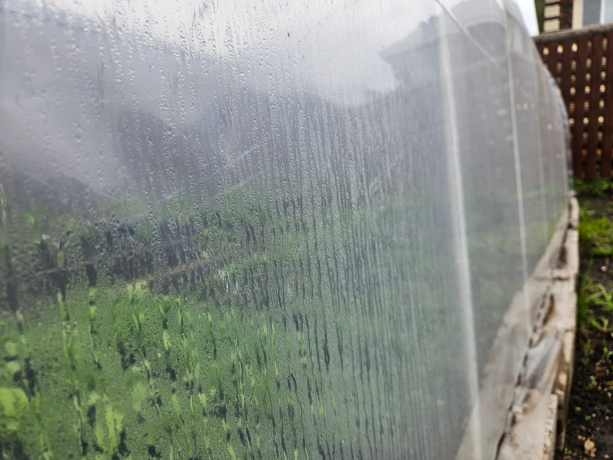 Повышенная влажность воздуха на самом деле не всегда хорошо для растений