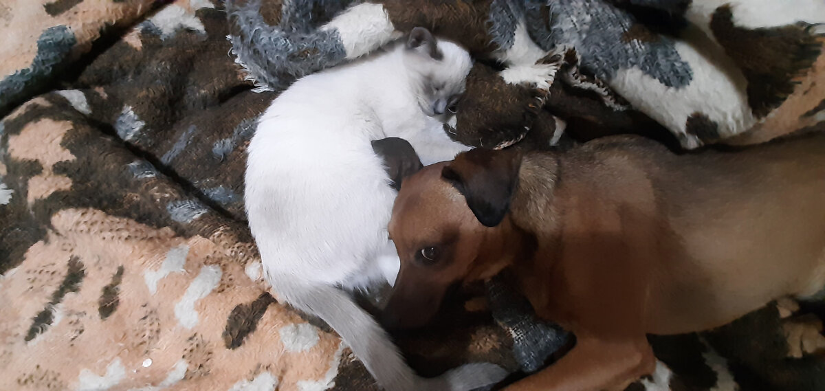 Лео и Лили вчера.