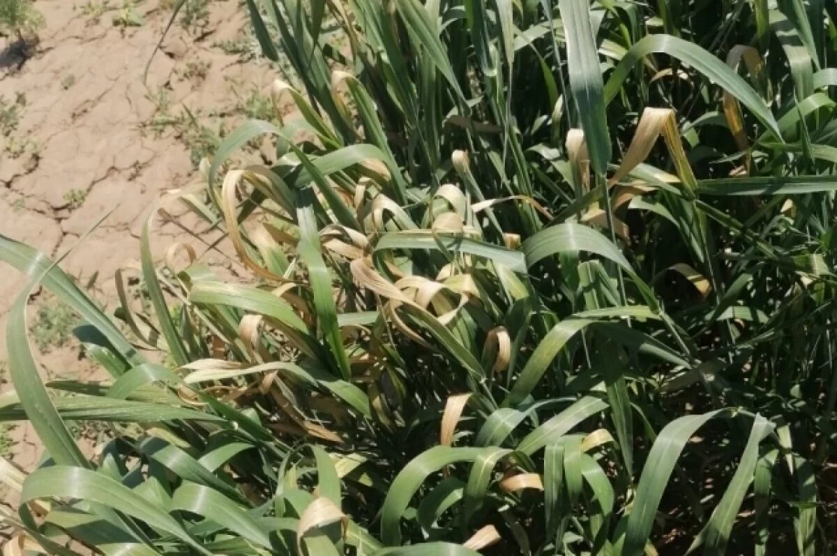    Эксперты установят объем ущерба волгоградскому АПК от майских заморозков