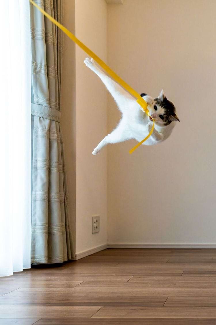 Источник: comedypetphoto.com