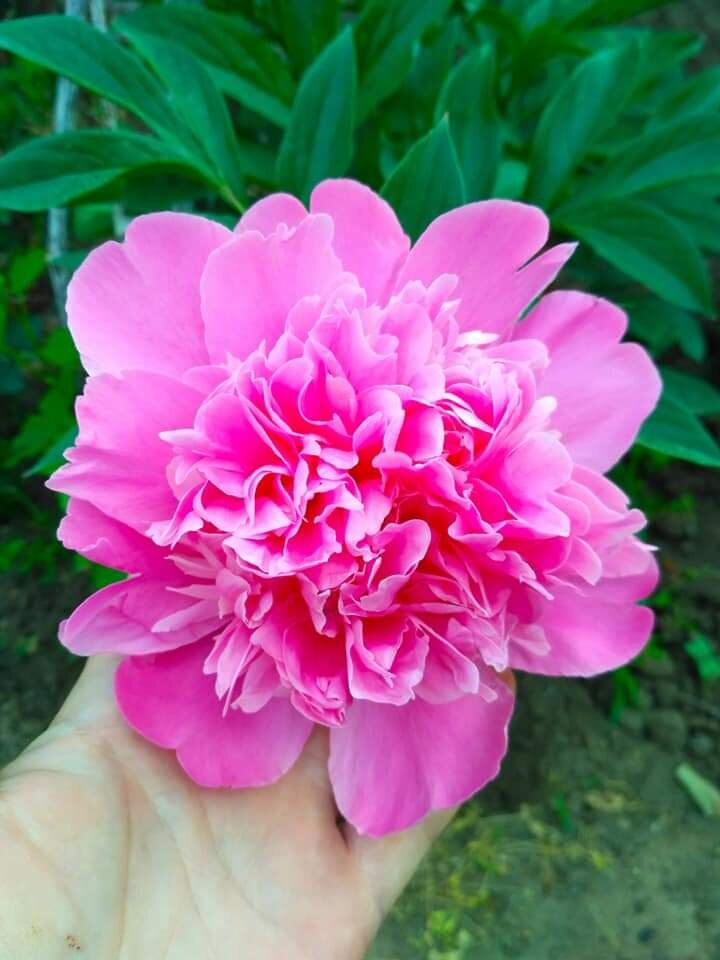 Пион Александр Дюма 