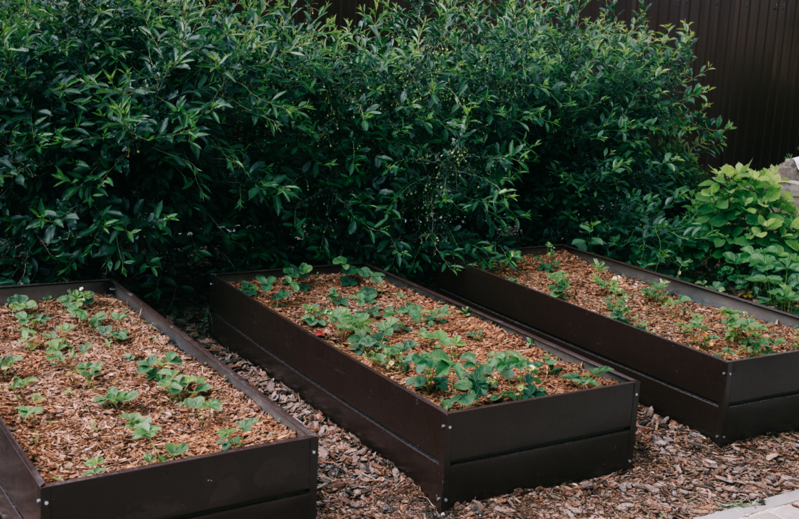 Польза от мульчирования корой: она впитывает в себя токсины из грунта и создаёт условия для жизни дождевых червей, которые оздоравливают землю.