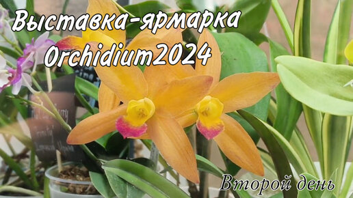 Выставка орхидиум 2024