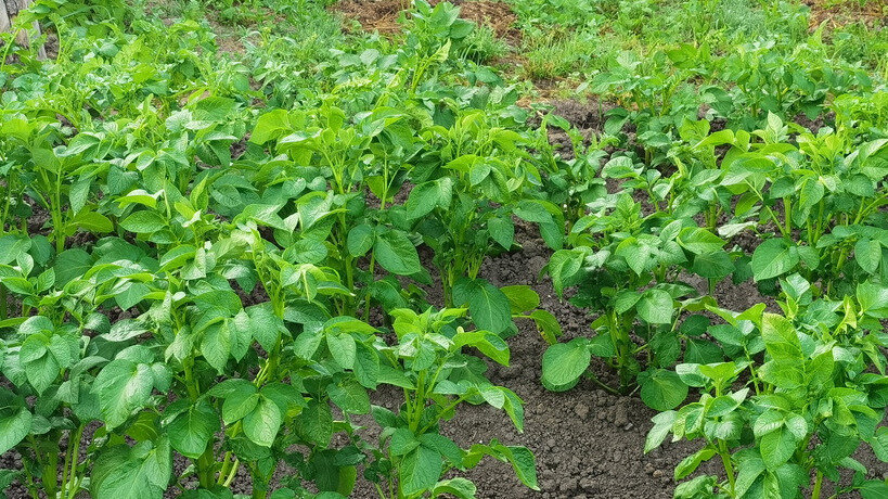  На каждом огородном участке растет картофель. 