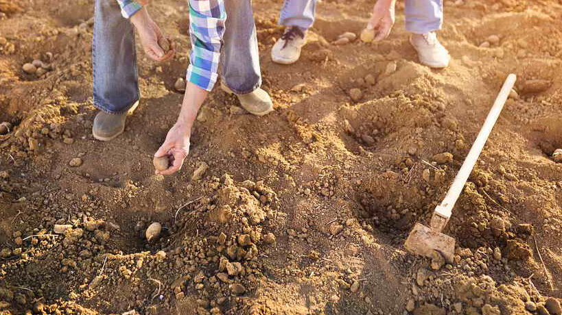 Посадочные ямки делаю глубиной не менее десяти сантиметров, между лунками оставляю интервал до 30 см. а рядки располагаю на расстоянии друг от друга в пределах 45 см. 