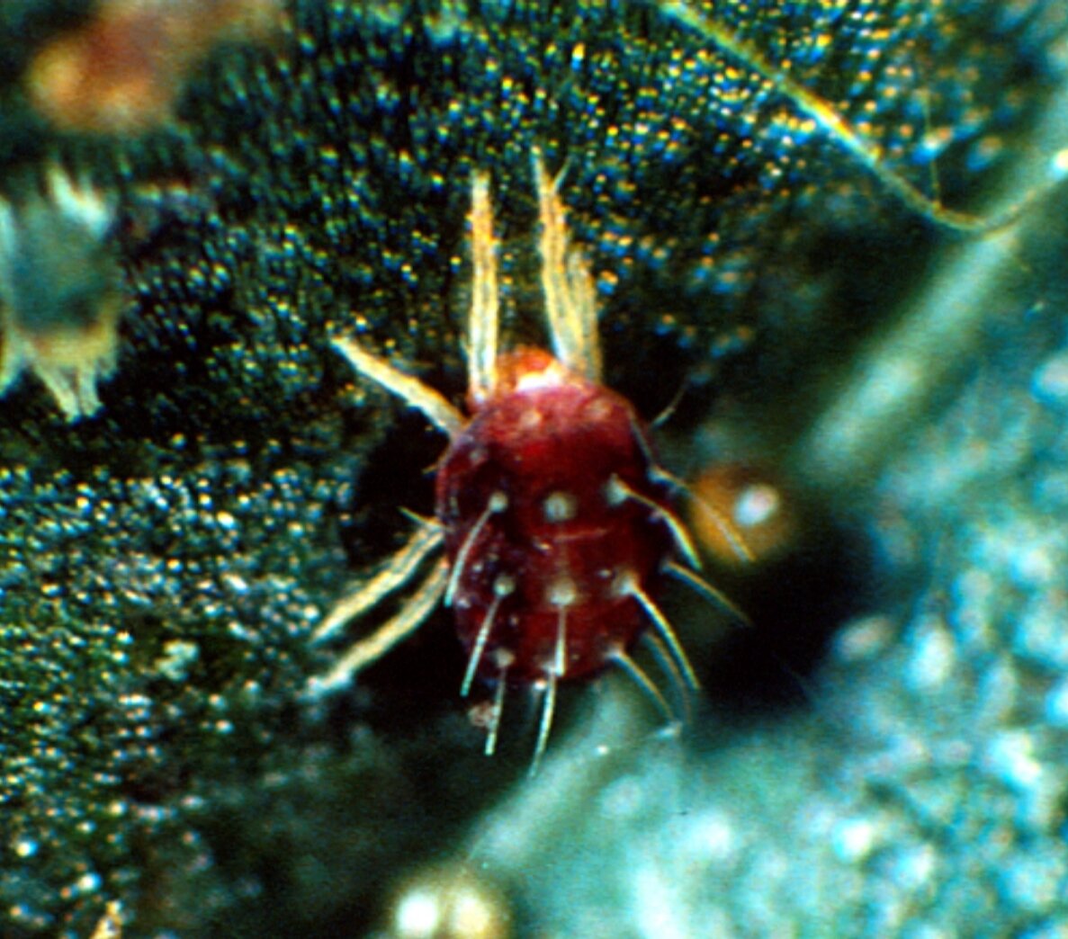  Panonychus ulmi (ERM)