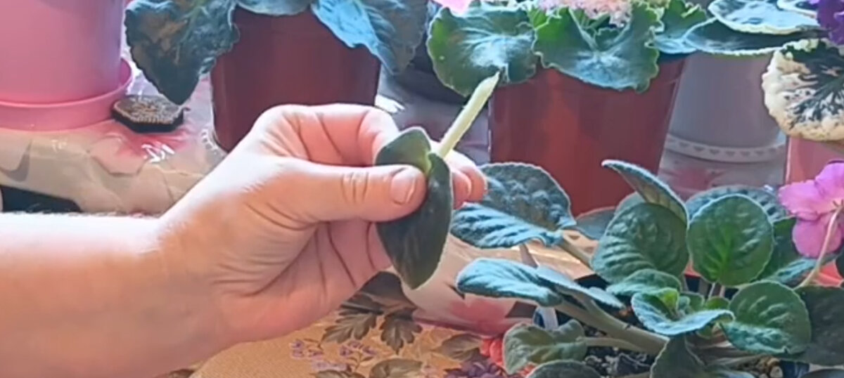 Косой срез
