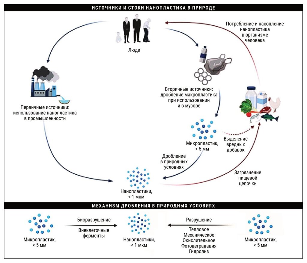 Нанопластик в пищевой цепочке (M. Yee e.a., Nanomaterials, 11, статья 496)