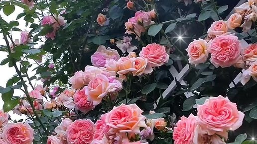 Надёжные розы и любимые, цветение