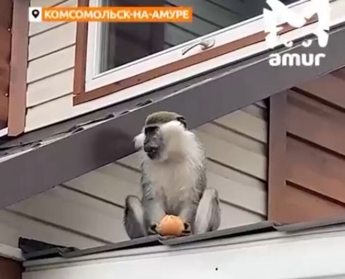 Источник фото: скриншот видео/ Amur Mash