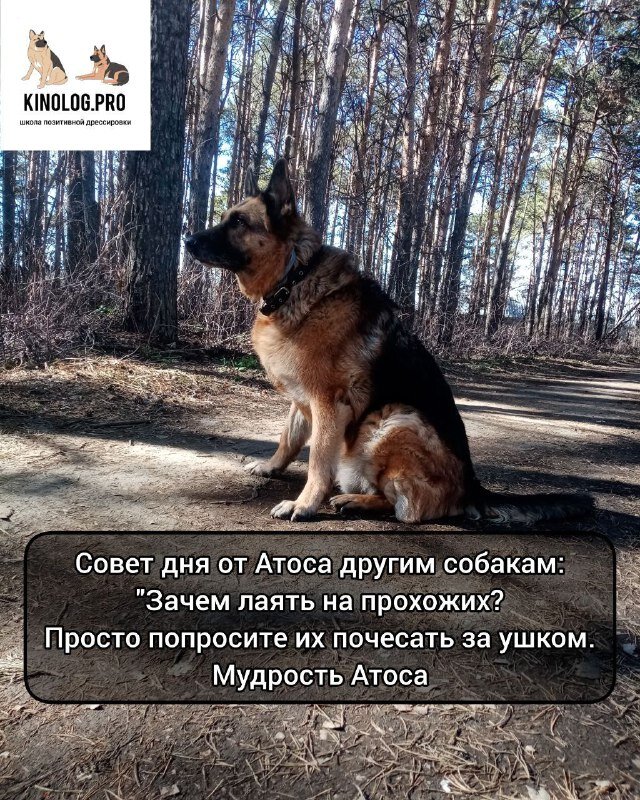 Листайте фото, это мудрости Атосика.