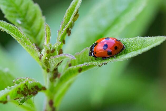 Приглашаем божью коровку в сад и огород