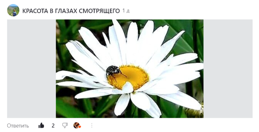 Скриншот «Цветов» участника флешмоба Красота в глазах смотрящего «Весенний бал».