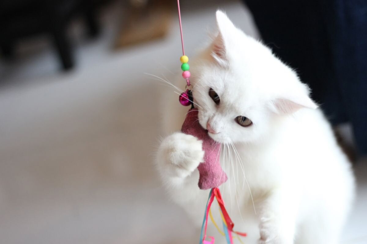 Кошка играет 
