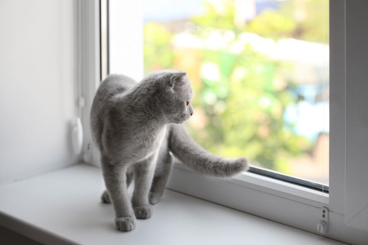 Кот на подоконнике 