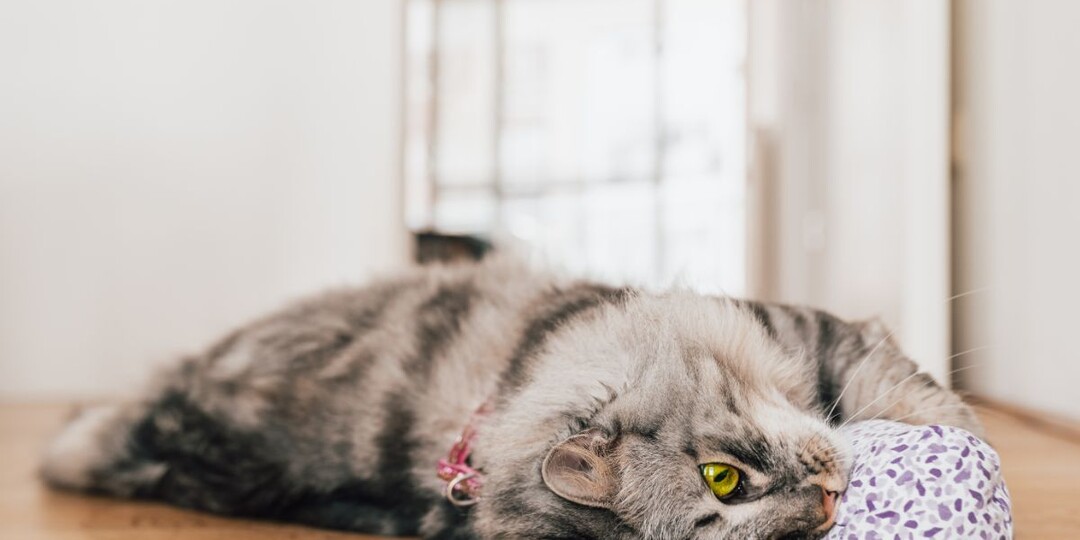 9 вещей, которые кошки любят больше всего