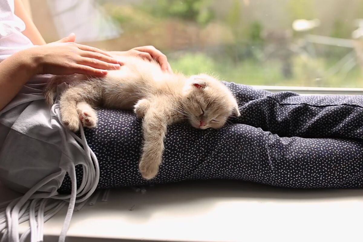 Котёнок спит на коленях 