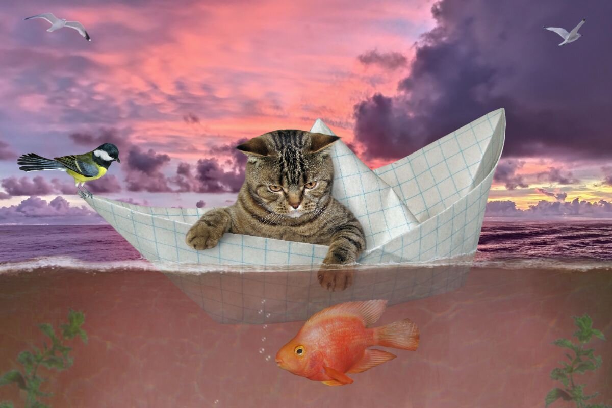 Котик ловит рыбку 