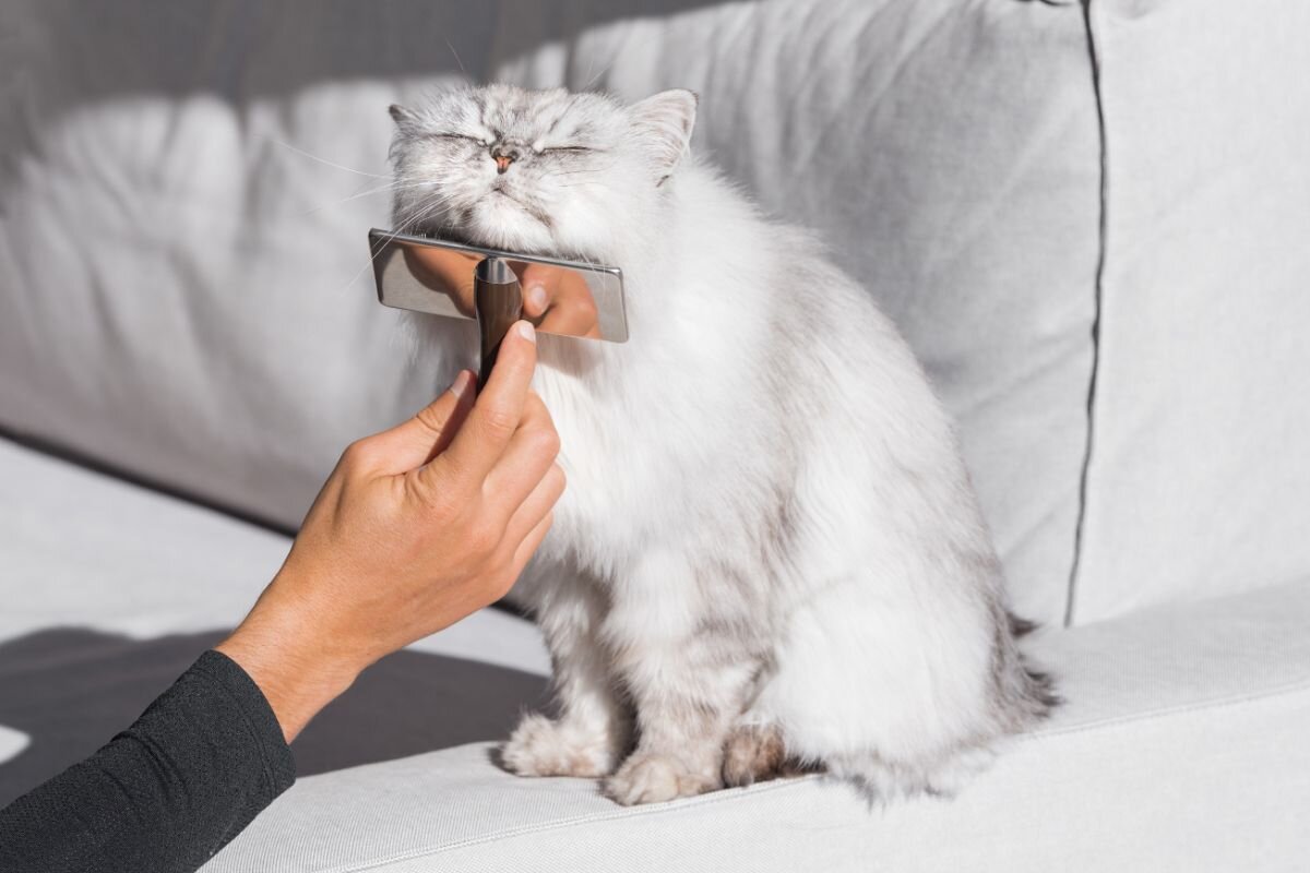 Уход за кошкой 