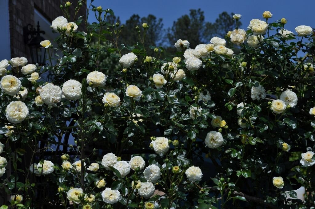 фото из интернета