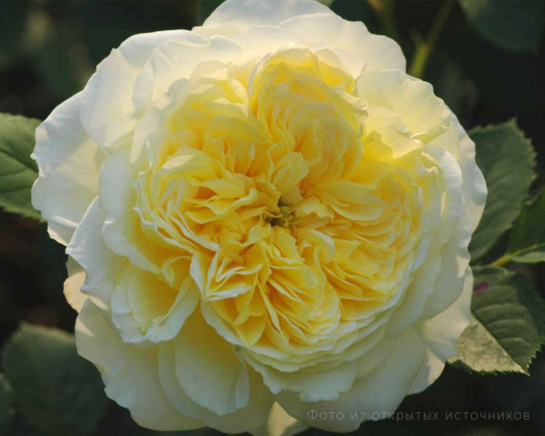 Роза Кларенс Хаус (фото из интернета)