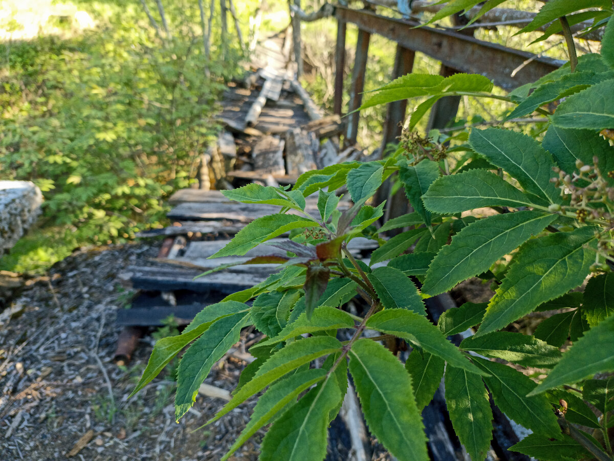 Мост через реку Полна, дер. Щелканово, Монастырщинский район, Смоленская область. Май 2024