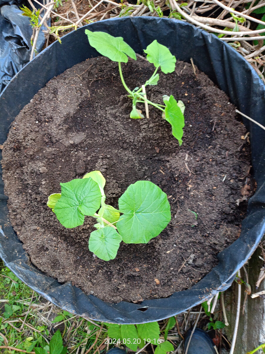 Нужно ли сажать тыкву на рассаду