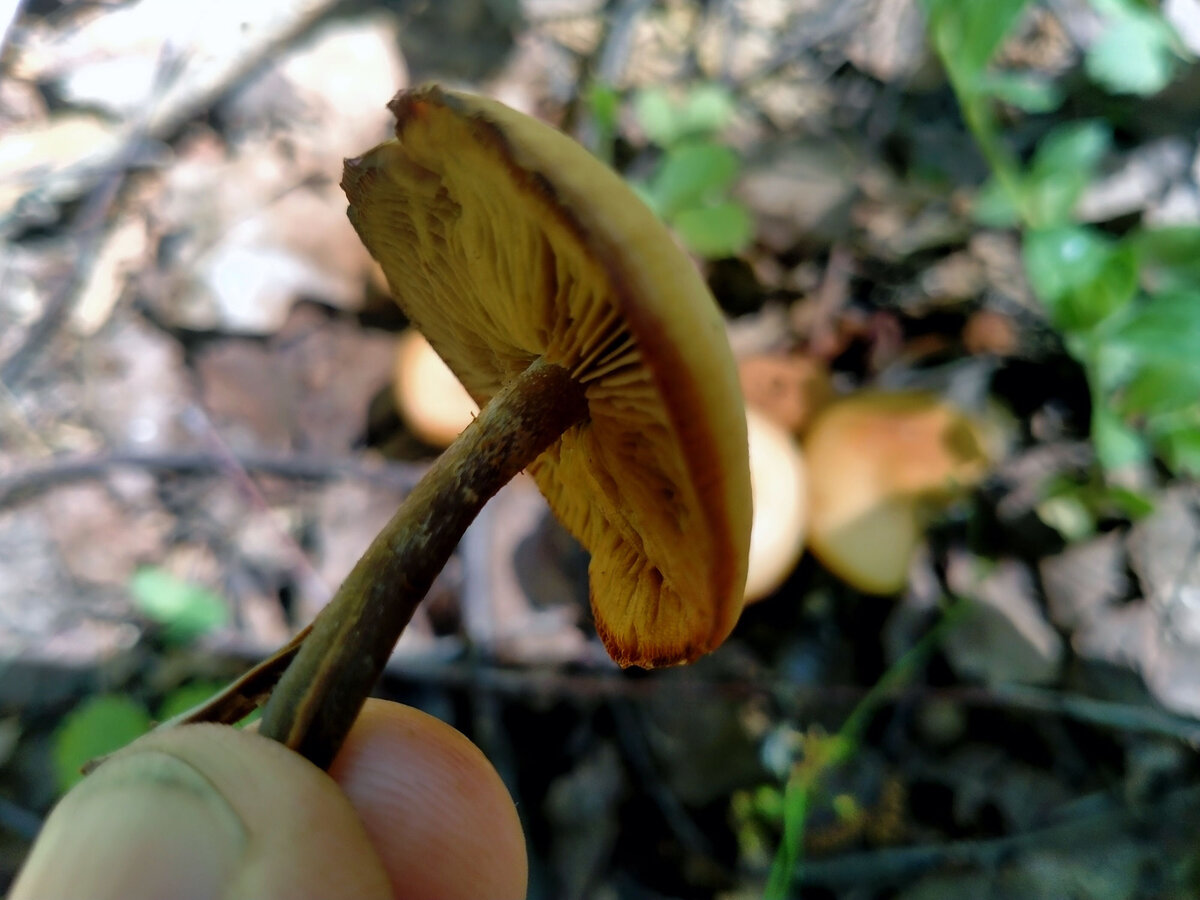 Ведь это не летние опята?