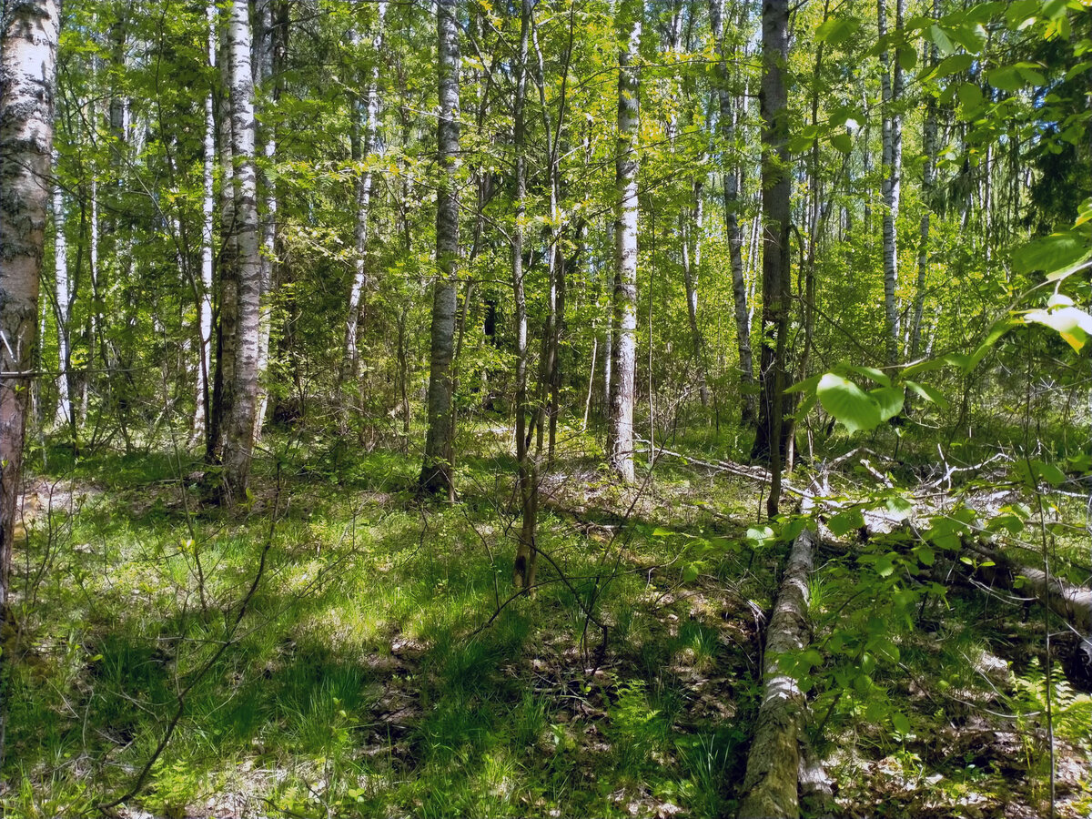 Березовая роща