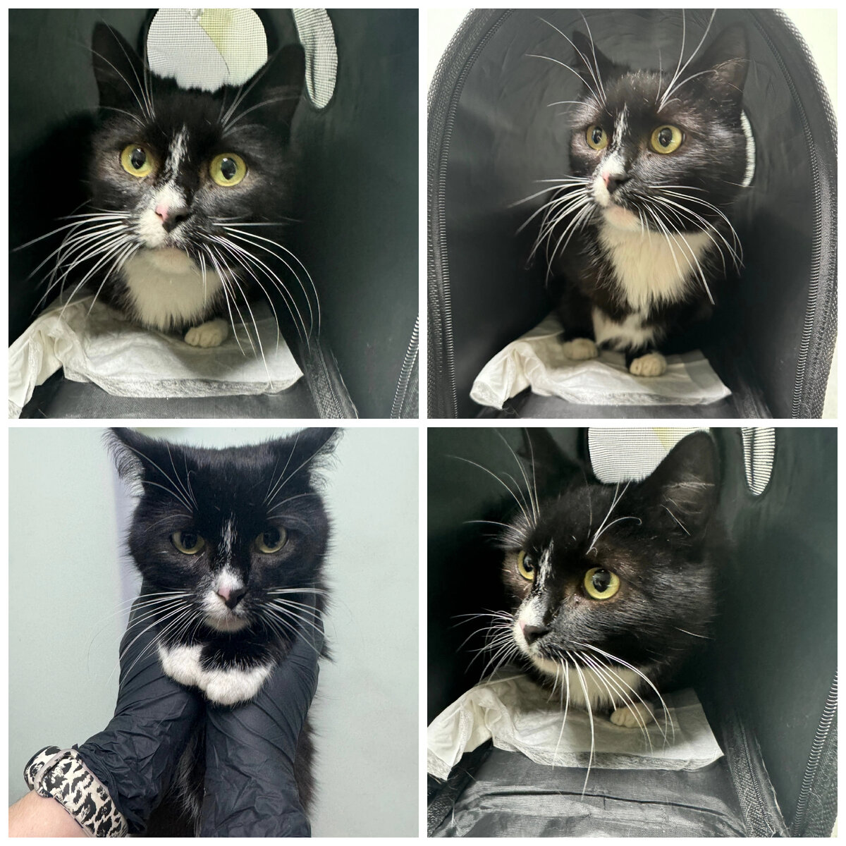 Кошечку нашли на улице, но скорее она бывшедомашняя.