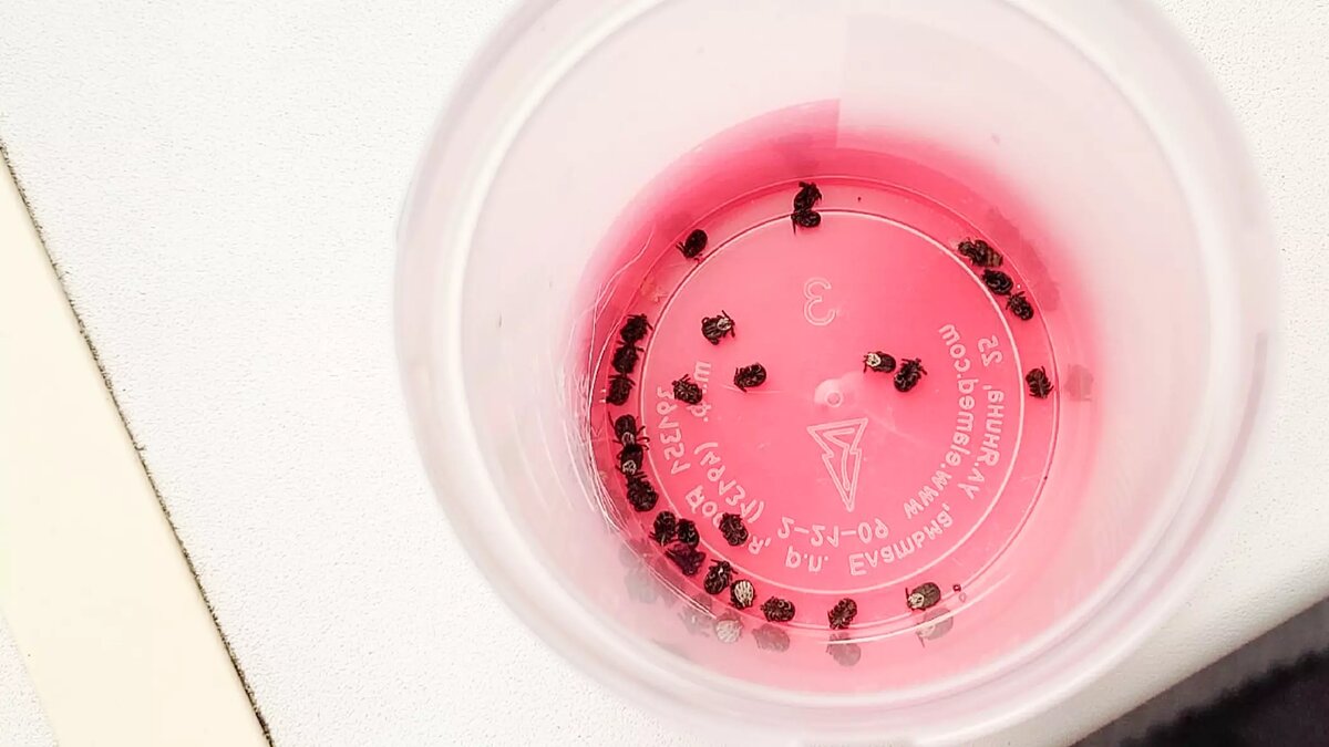     Источник: Город55