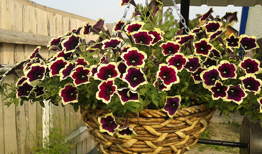 ТОП-15 лучших растений для КАШПО 😍👍🏻