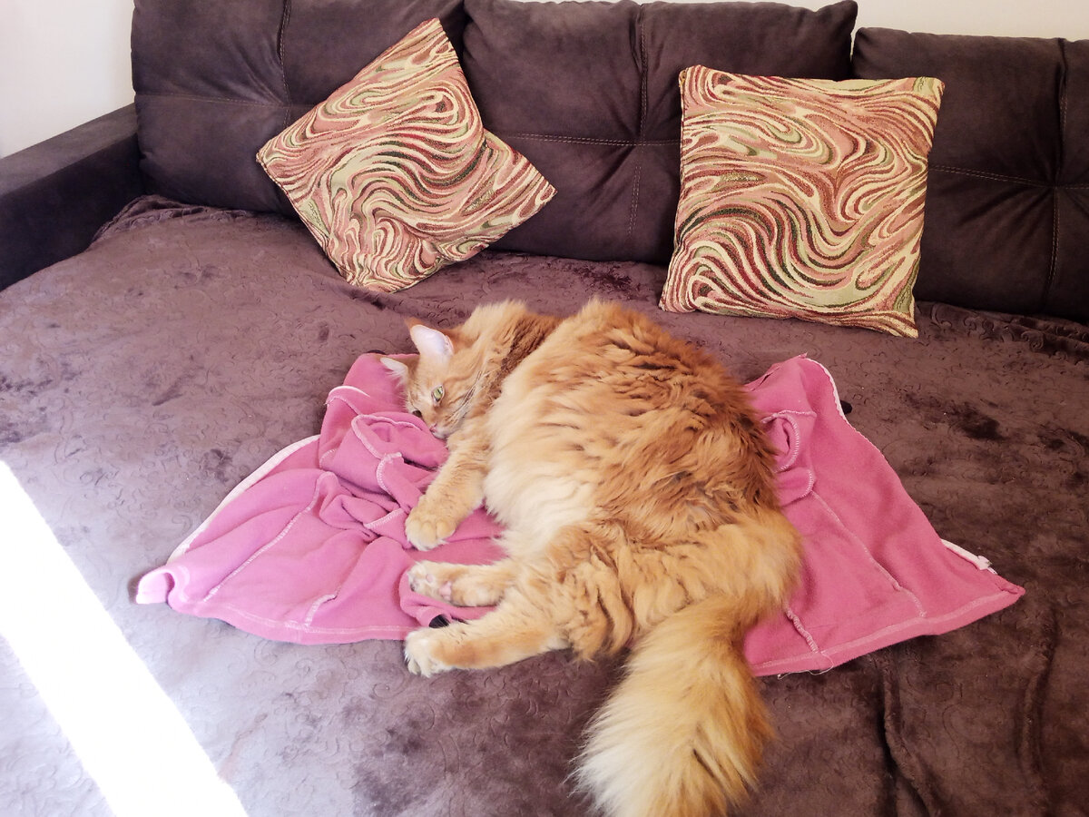 Пока делался забор Скифыч жил взаперти. Одна радость - поспать на кофте хозяйки.