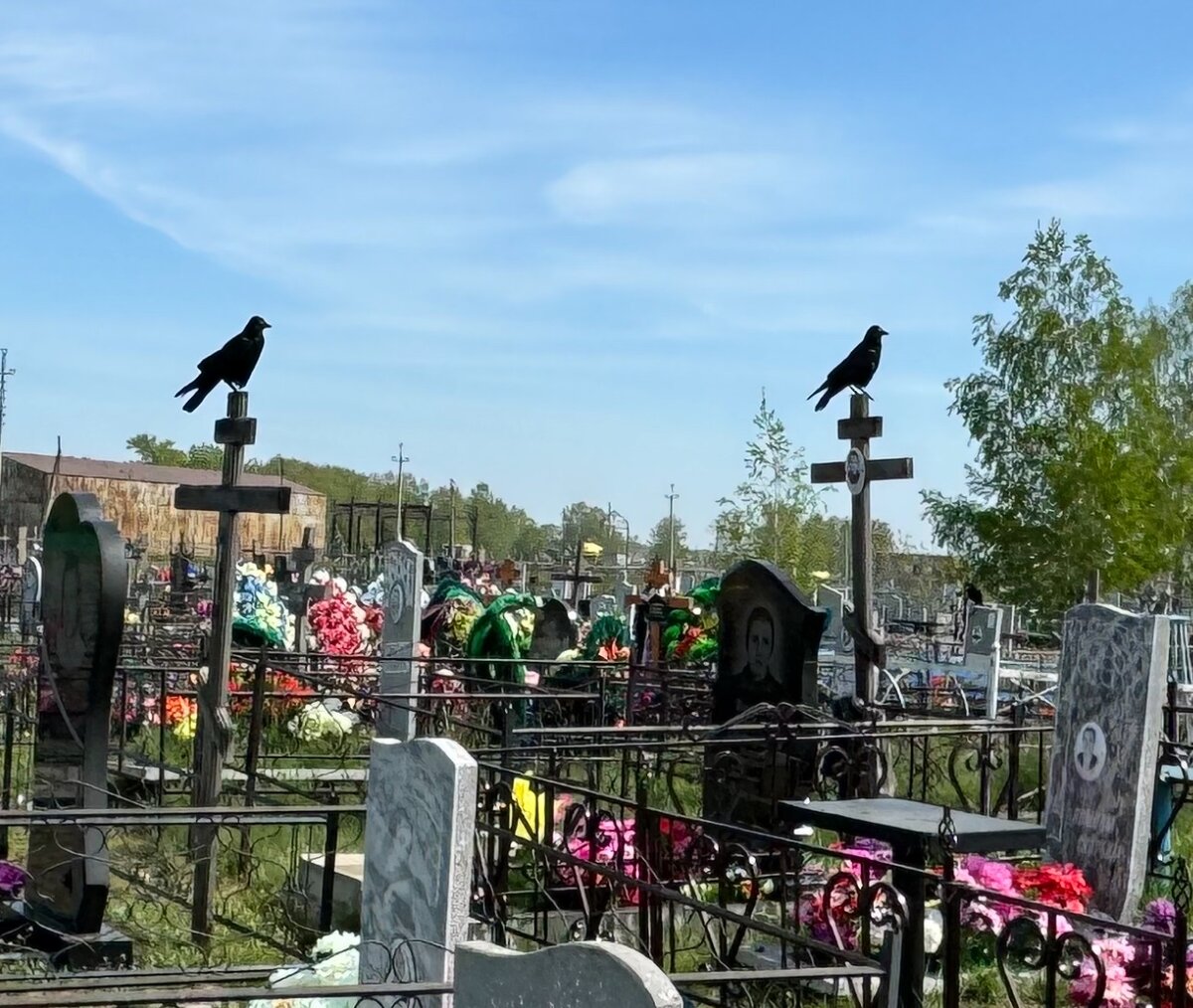 На родном погосте... Май 2024 года.