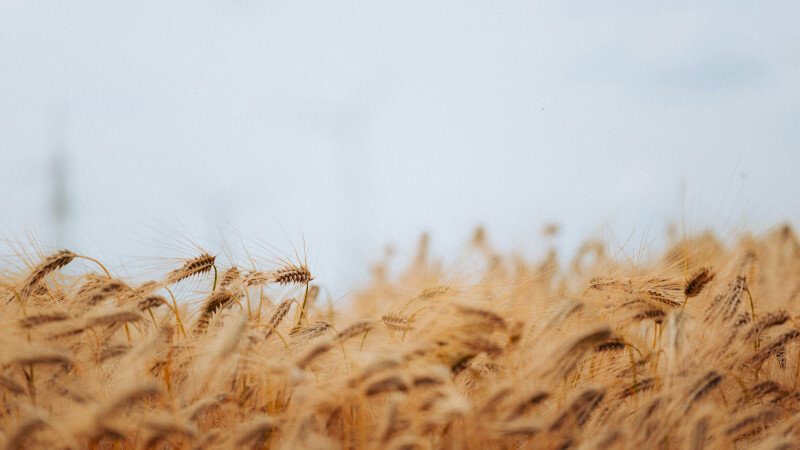     Поле. Пшеница. unsplash.com