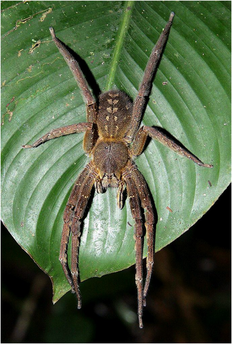 Фото с сервиса Яндекс Картинки