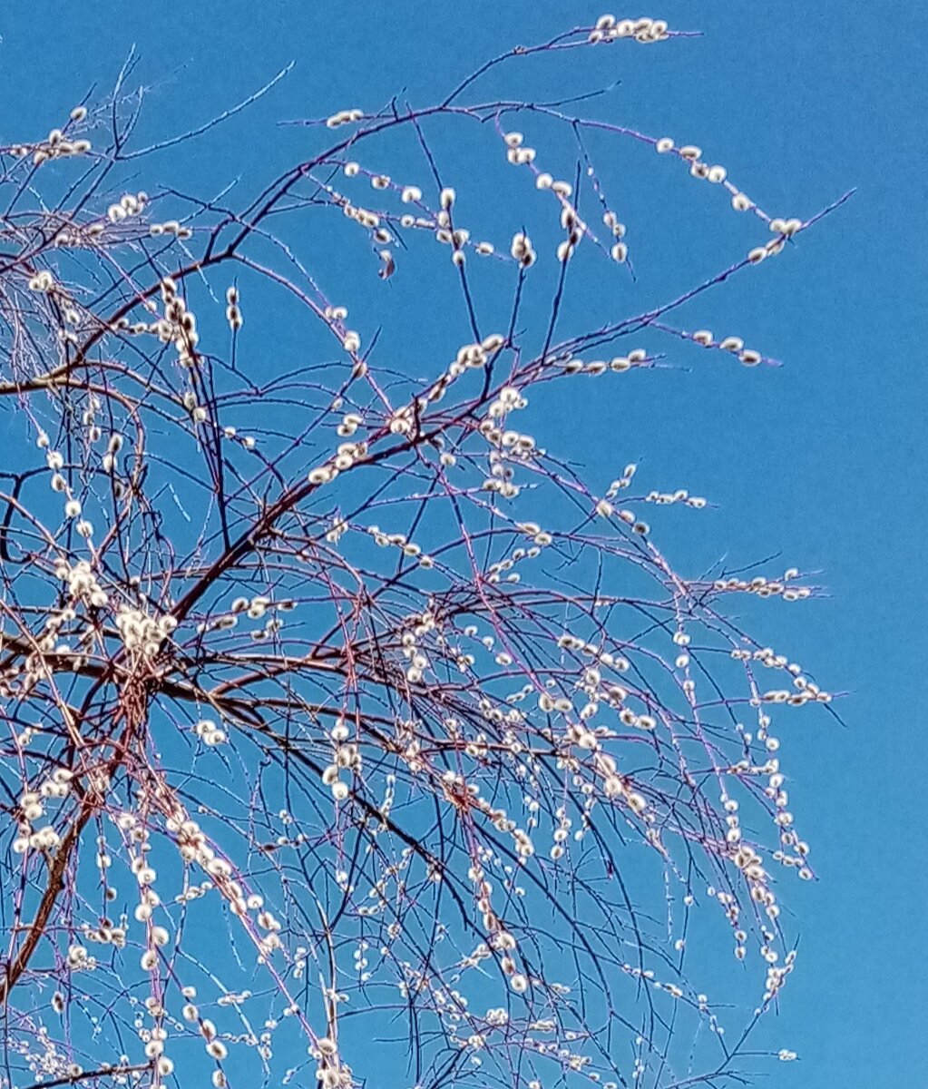 "Барашки" белые, вербушка 