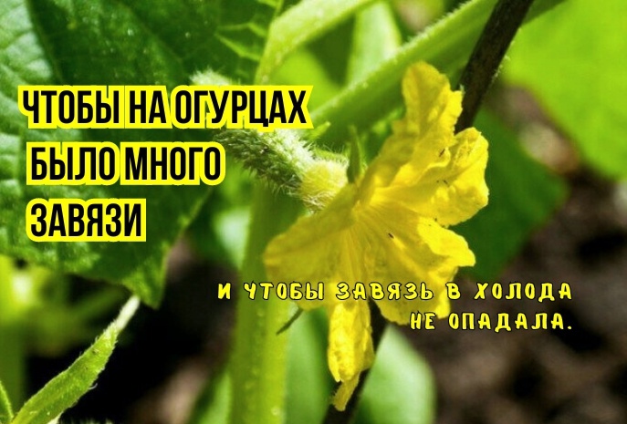 Вот что нужно огурцам, чтобы завязи было море: 3 подкормки на май и июнь от агрономов. И после холодов - зеленцов как иголок на елках