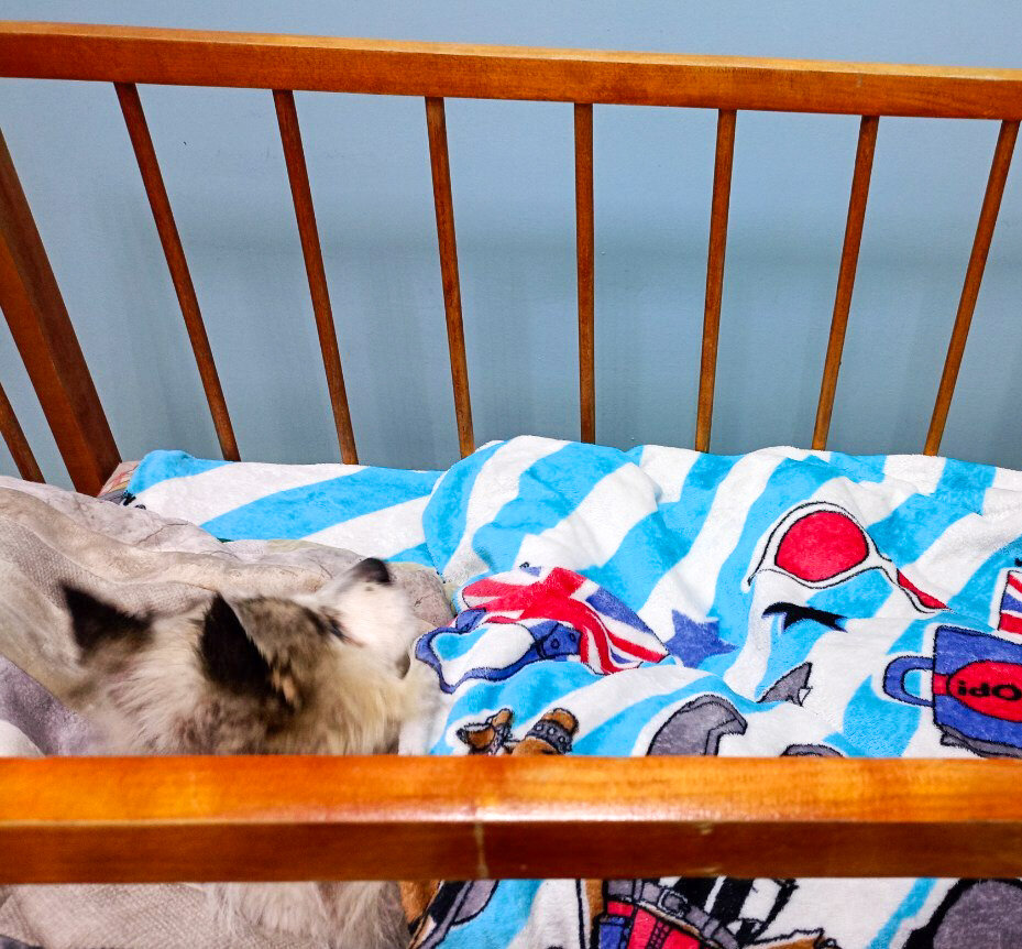 Завести собаку-инвалида, это все равно что завести младенца - принцип ухода и количество потраченного времени один в один!🙃