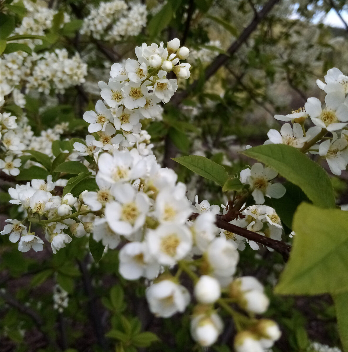 Черемуха у моего сада. 