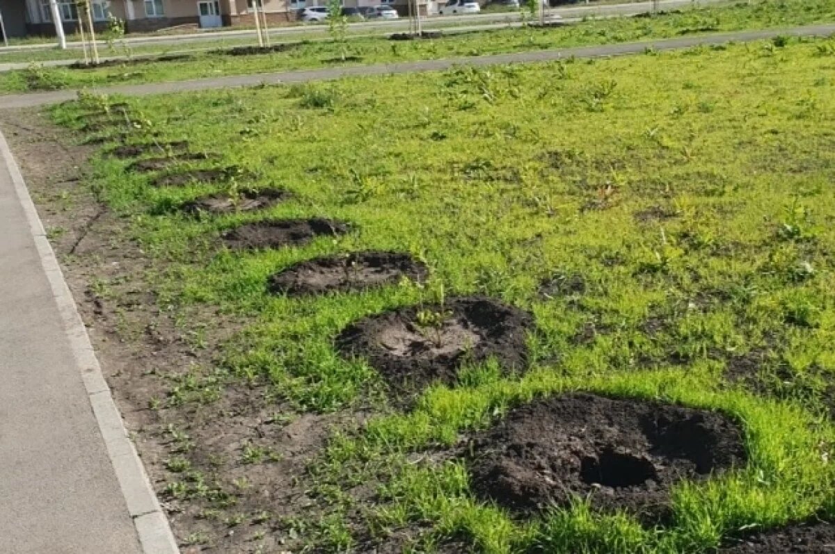   В Уфе неизвестные украли с новой аллеи саженцы гортензий