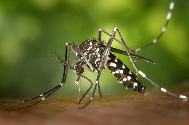 Комар не обыкновенный - aedes albopictus