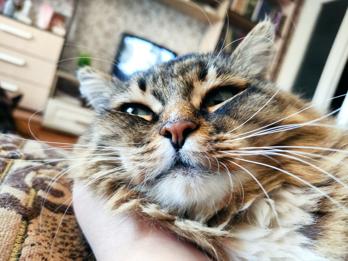 И пушистых котиков. 