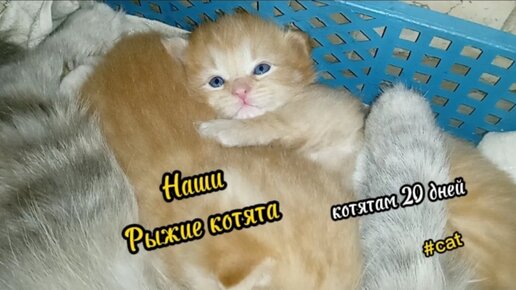 Наши рыжие котята, здесь им 20 дней