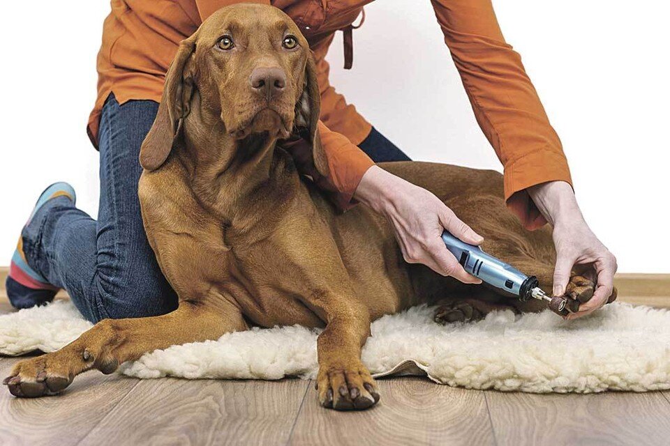    С гриндерами соблюдайте особую осторожность, чтобы не травмировать животное. Shutterstock