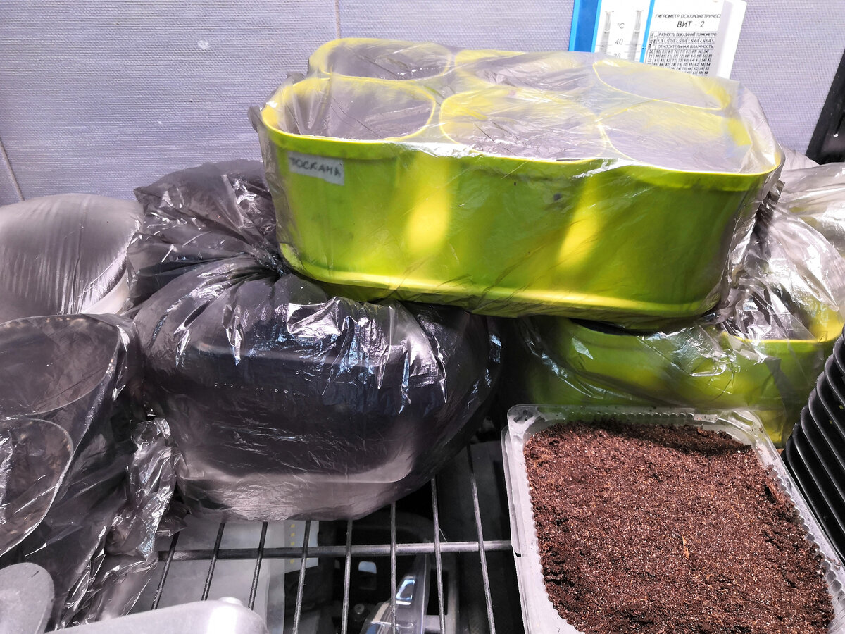 Новая рассада.