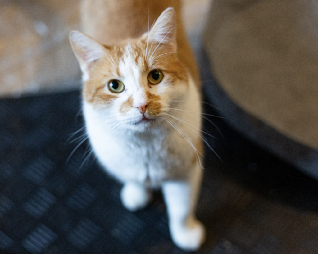 Кот Рыжик в съемной квартире Фото: Диана Власова