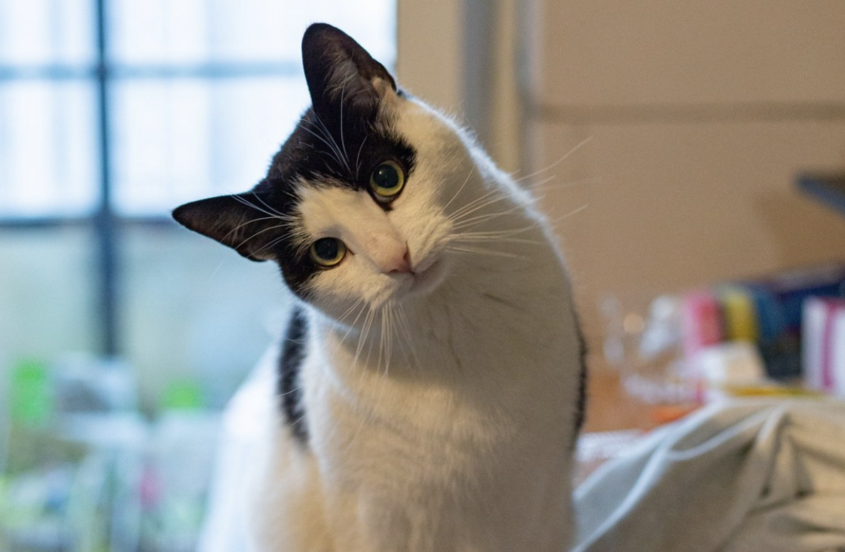 Кот Кузьма в съемной квартире Фото: Диана Власова