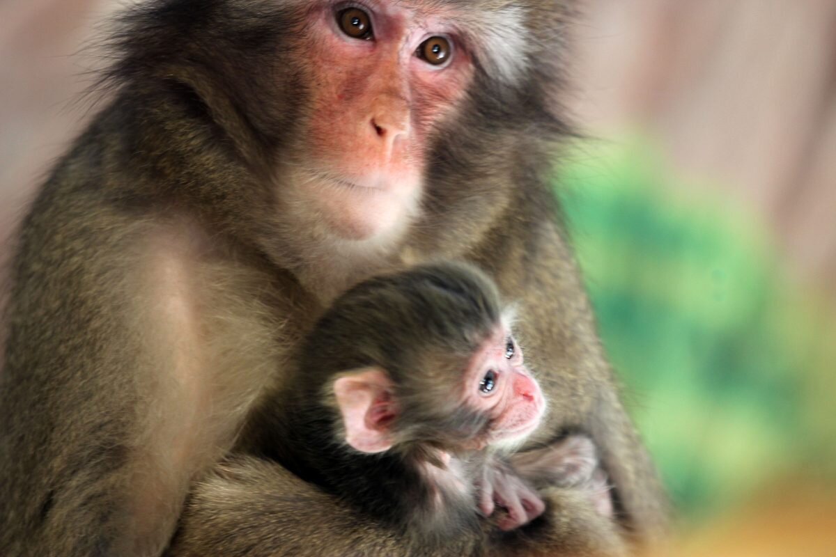    Для японской макаки Мананы новорожденный стал первым детенышем